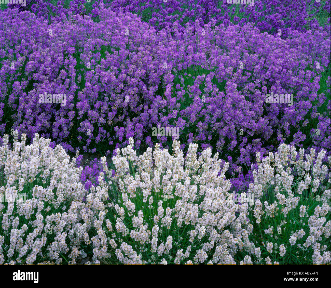 Vashon Island, WA: Detail of white and purple lavender Lavendula vera rows Stock Photo