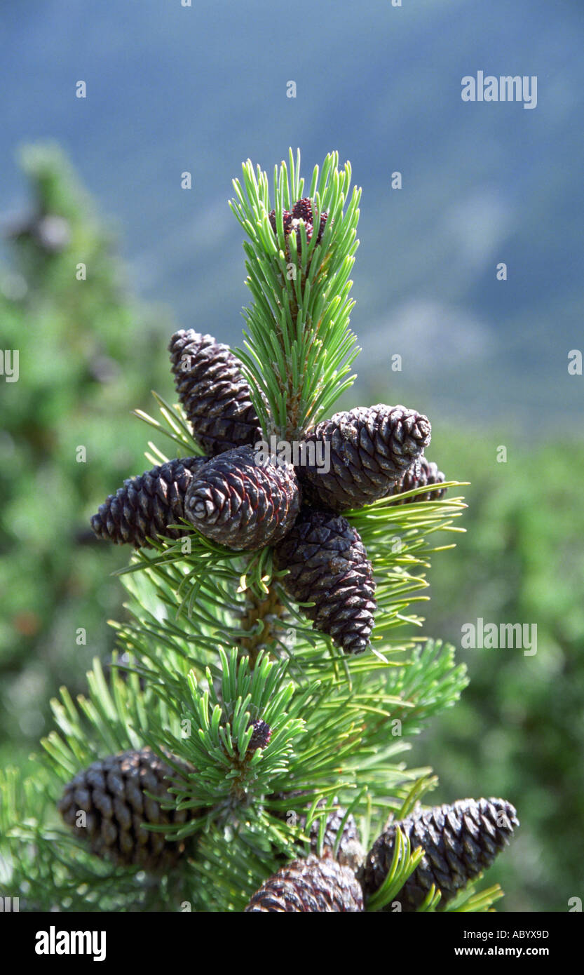 Close-up of mountain Pine Pinus mugo cones in Rila National Park Bulgaria Stock Photo