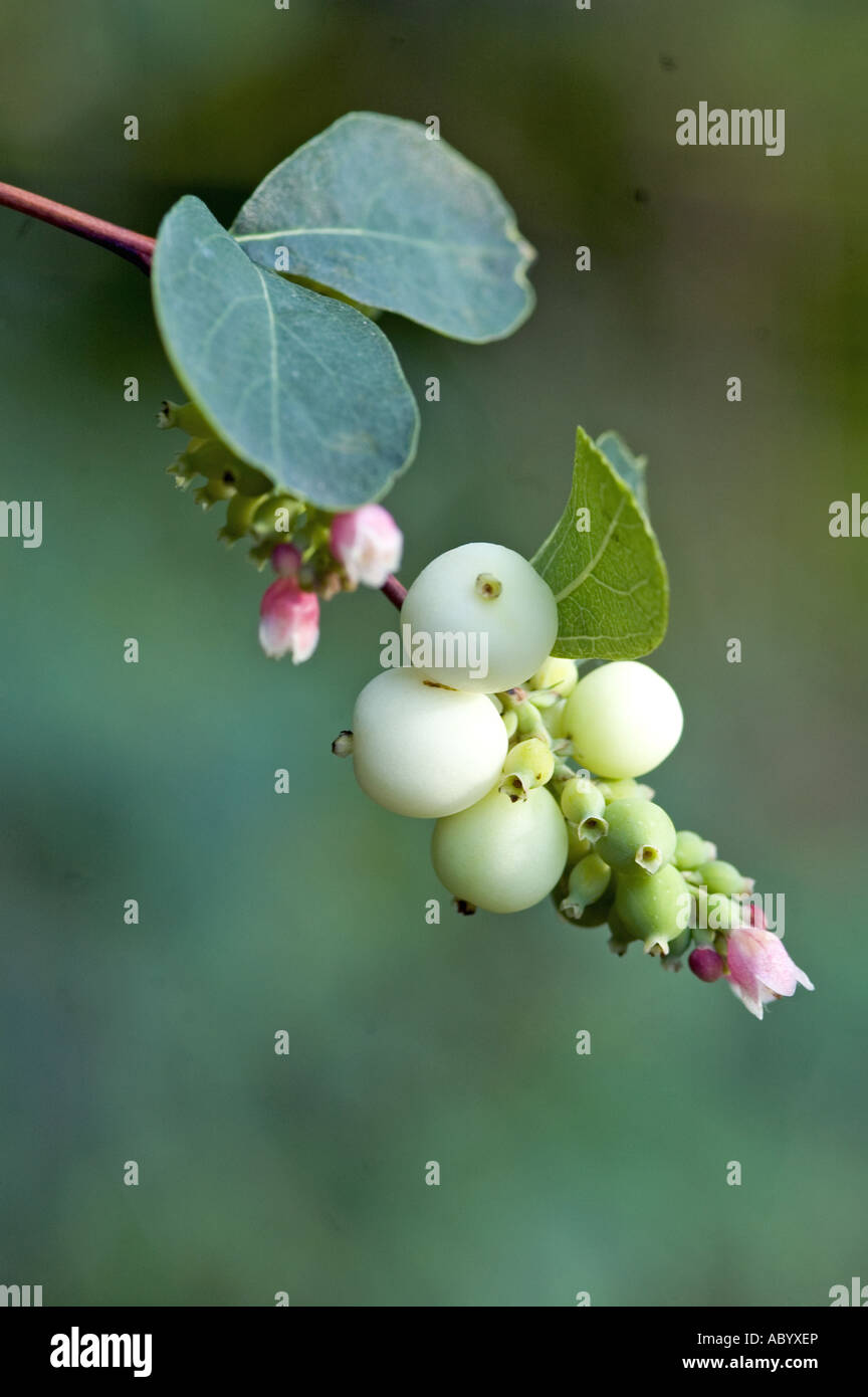 Snowberry Symphoricarpos albus Stock Photo
