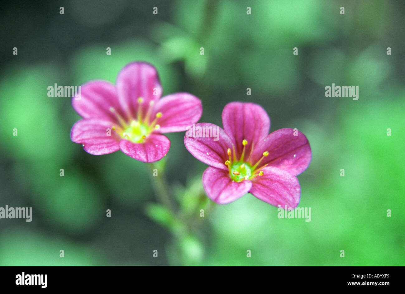 Close-up of Saxifrage Saxifraga flowers Stock Photo