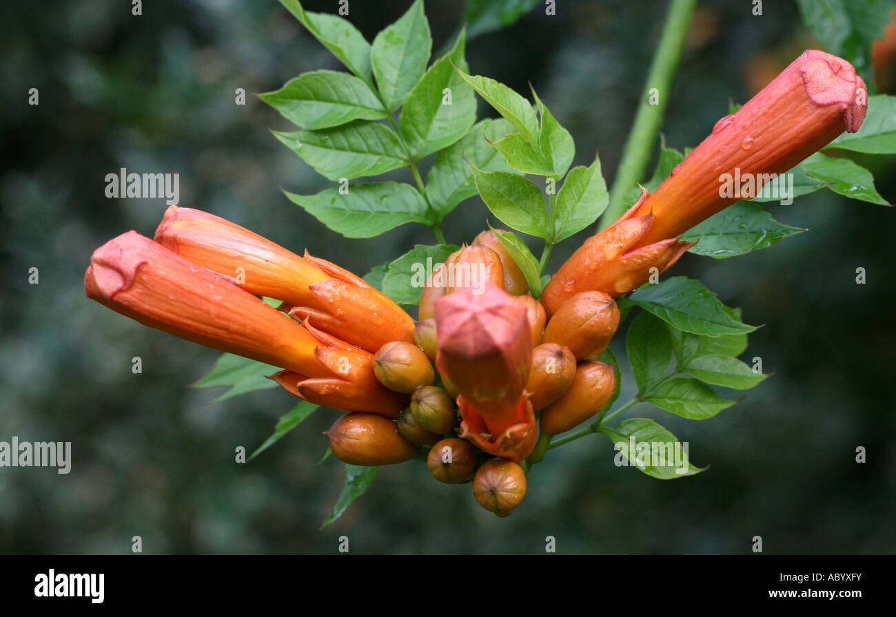Trumpet Creeper flowers and buds Stock Photo Alamy