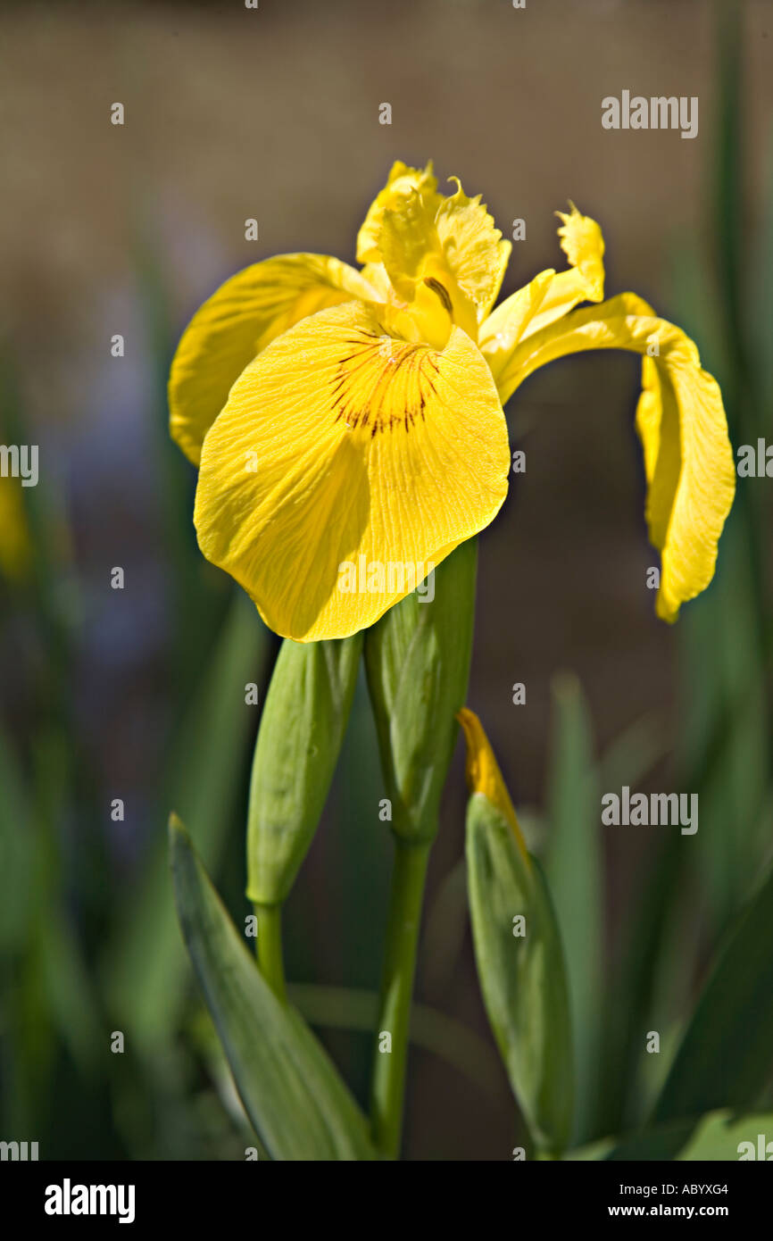 Yellow flag iris Iris pseudacorus at edge of the Brecon and
