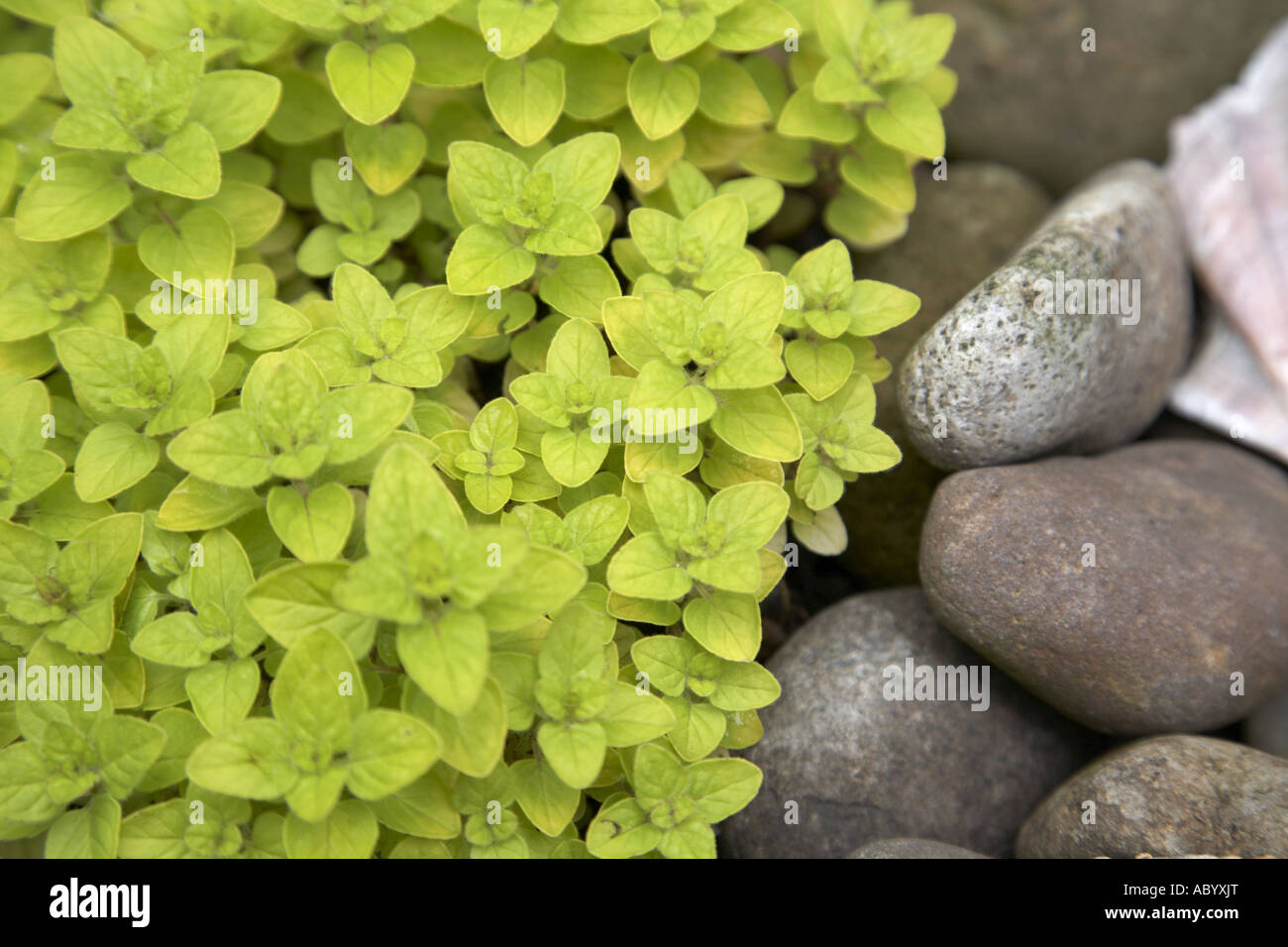 Marjoram growing amongst pebbles Stock Photo Alamy