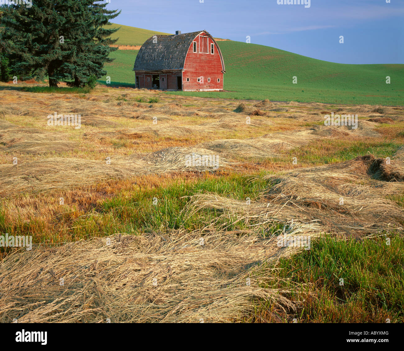 Whitman County WA A field of fresh cut hay in front of a red barn in summer Stock Photo