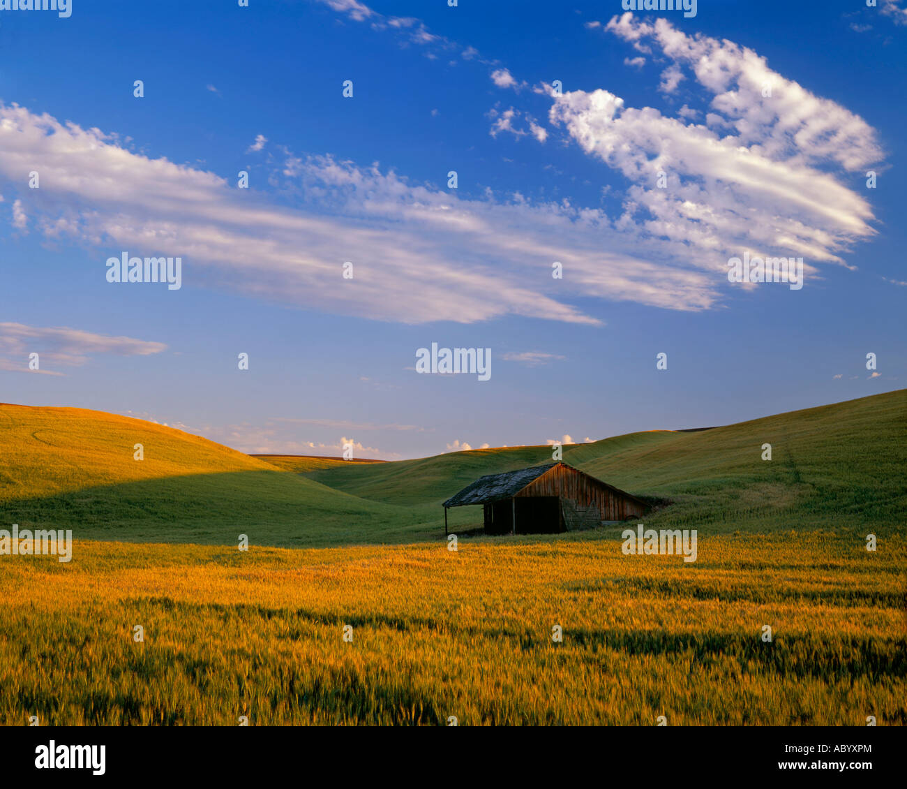 Whitman County, WA: Evening light on a field of winter wheat with a weathered livestock shelter Stock Photo