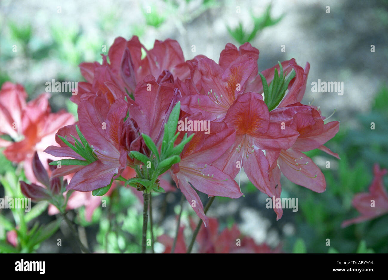 Rhododendron flowers in Babite dendropark Latvia Stock Photo