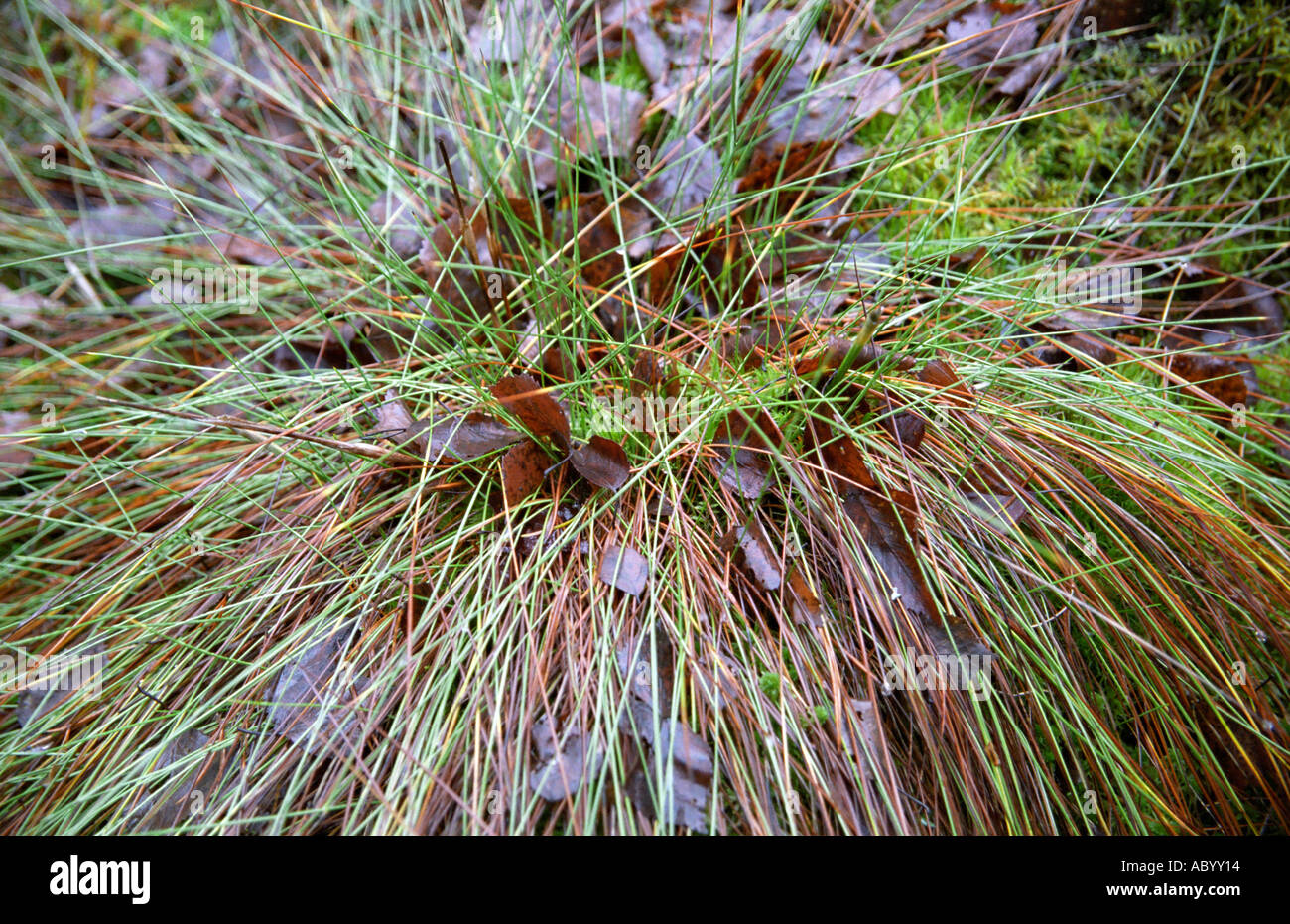 Close-up of Brown Bog rush Schoenus ferrugineus Stock Photo
