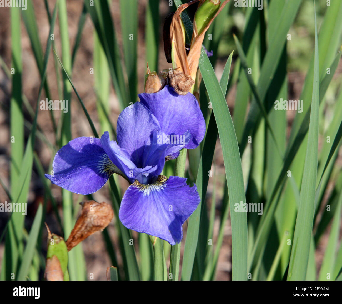 A silver edge siberian iris Stock Photo - Alamy