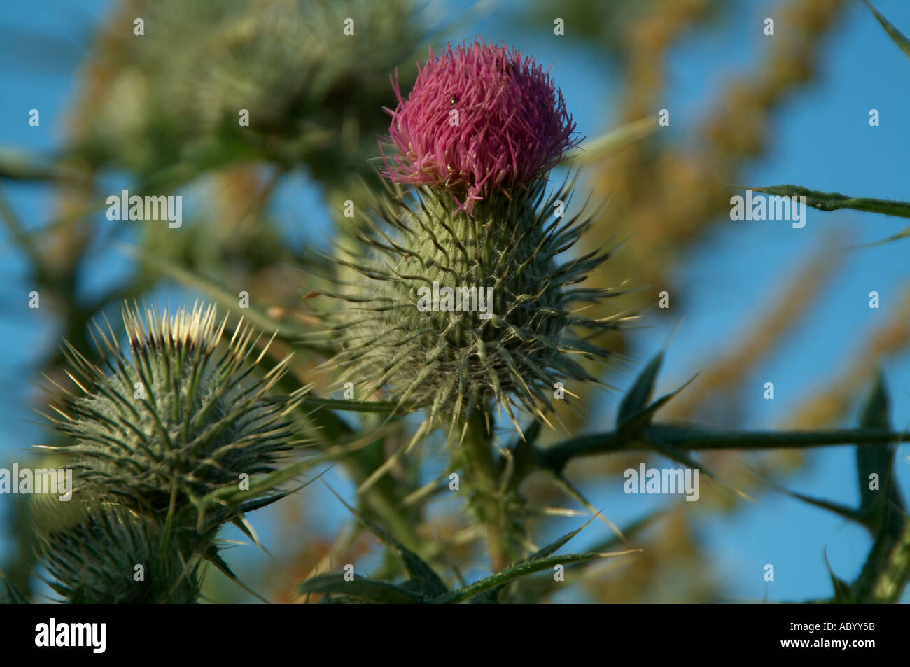 thistle plant weed flower scotland scottish national flower spike