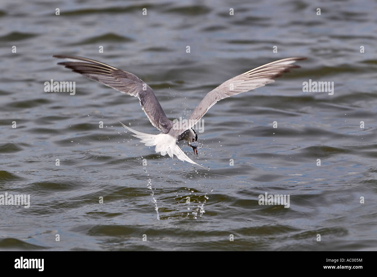 Common Tern Sterna hirundo flying over water surface wings out  with fish priory park Bedford Stock Photo