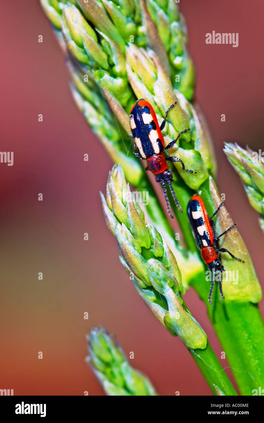 Asparagus beetles hires stock photography and images Alamy