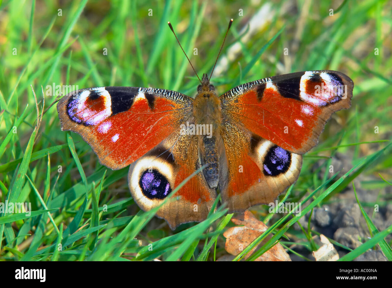 Peacock butterfly Inachis io sunbathing on blades of grass Stock Photo ...