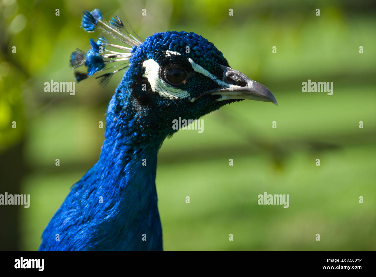 peacock close up Stock Photo - Alamy