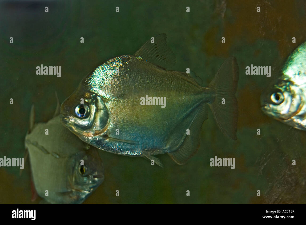 Silver Dollar Fish from the Amazon Stock Photo Alamy