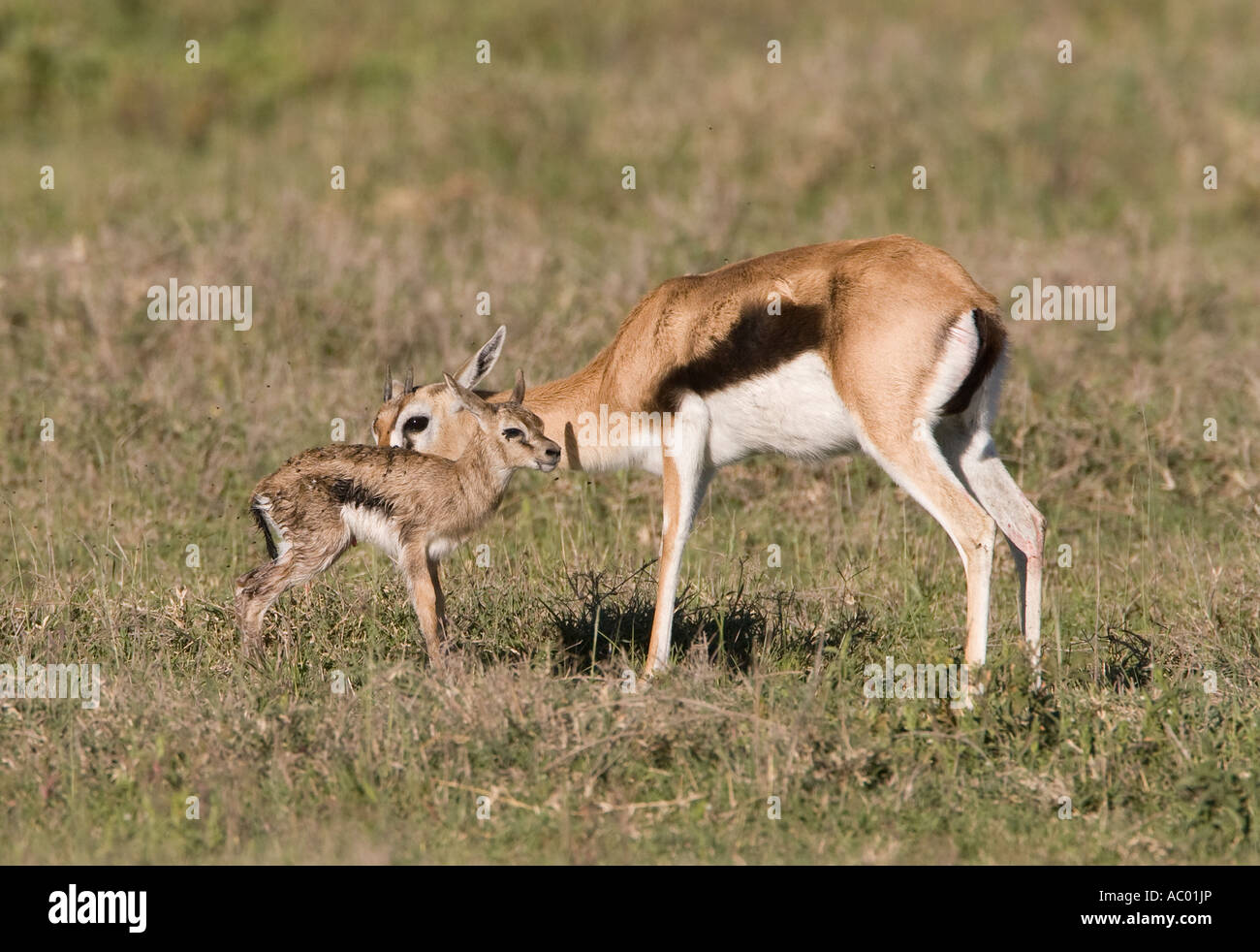 Newborn Thomson's Gazelle & mother Stock Photo - Alamy