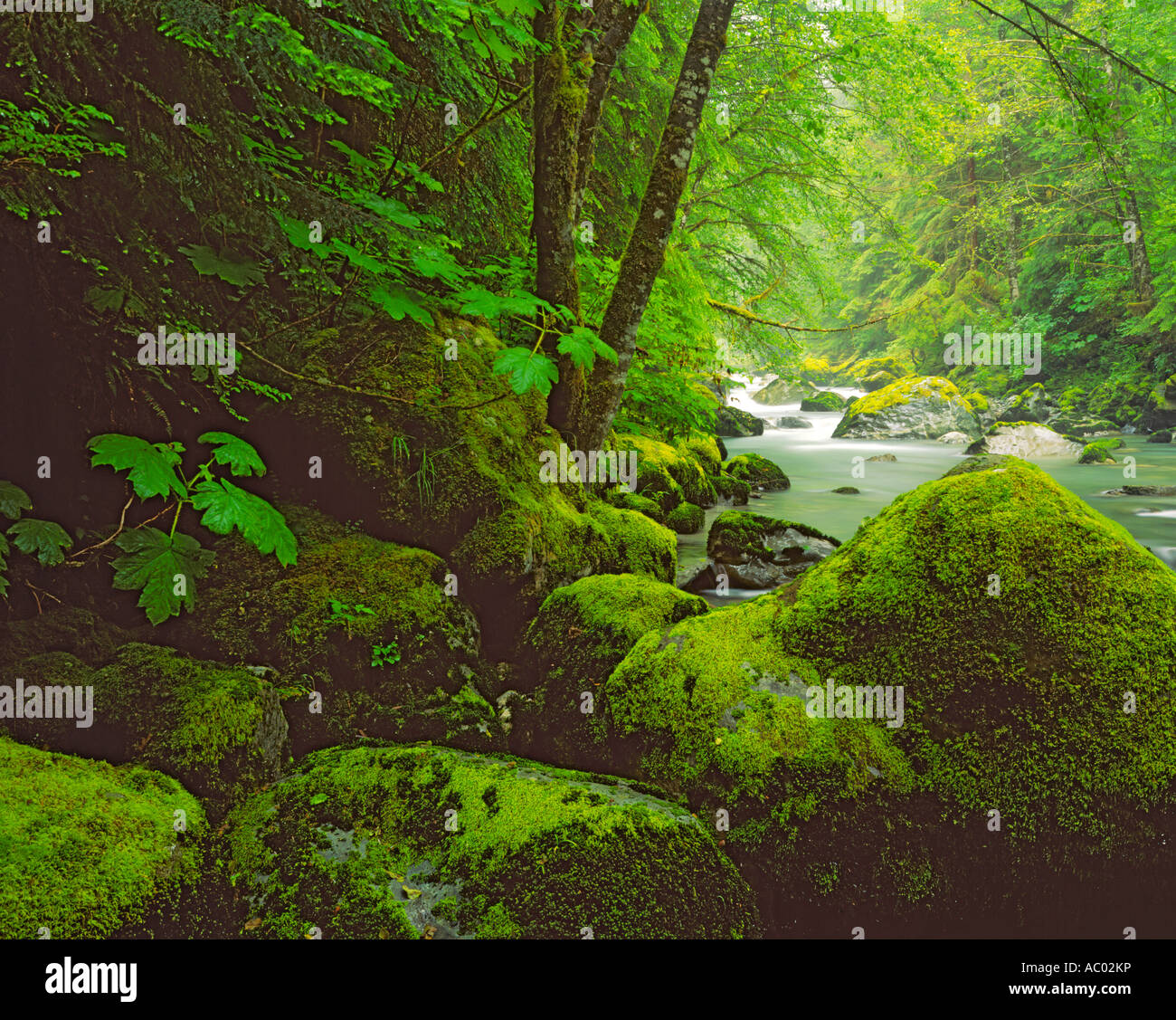 Mount Baker Snoqualmie National Forest WA Summer forest green moss covered boulders along the Boulder River Stock Photo