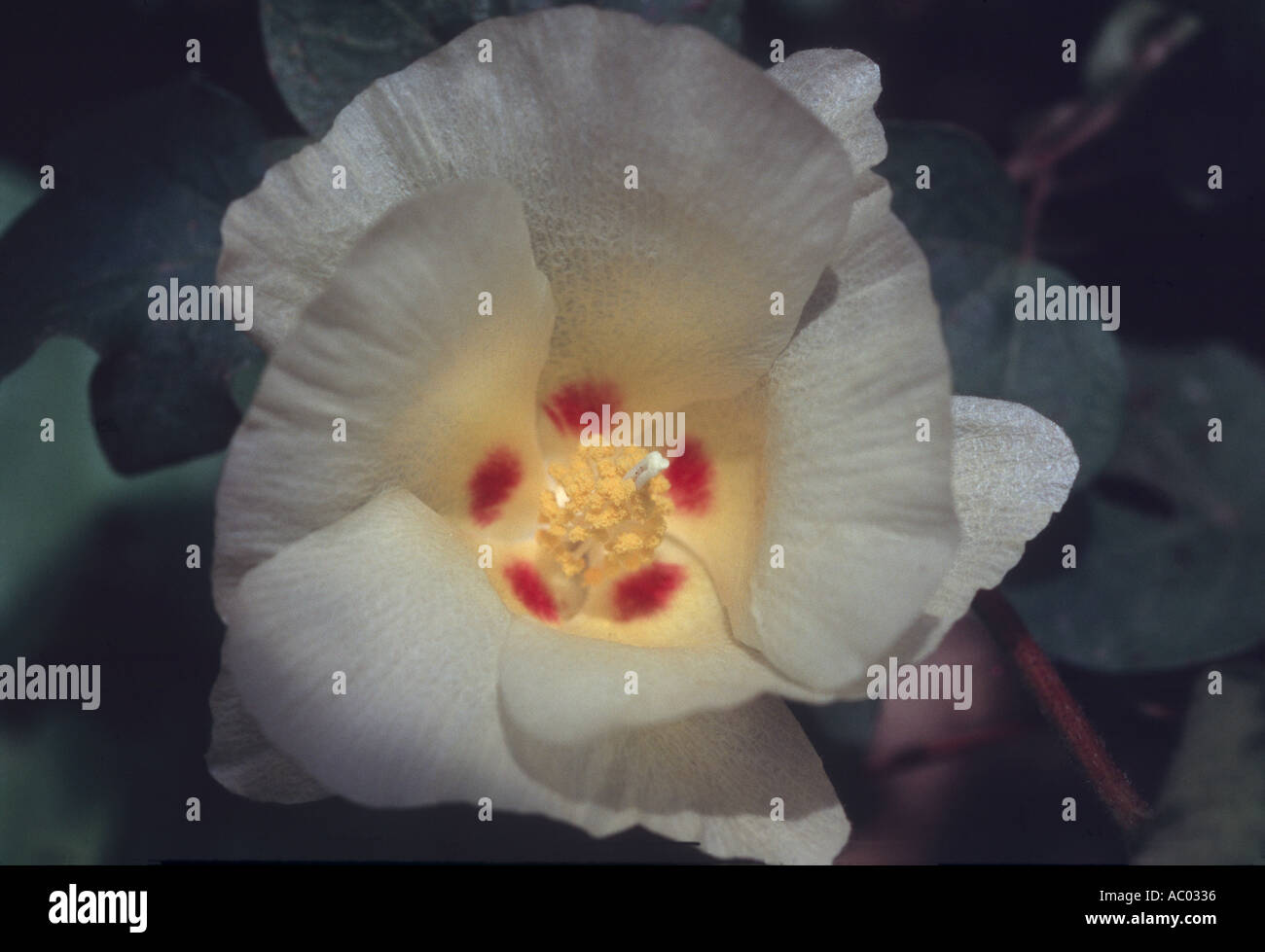 Cotton flower in bloom Stock Photo Alamy