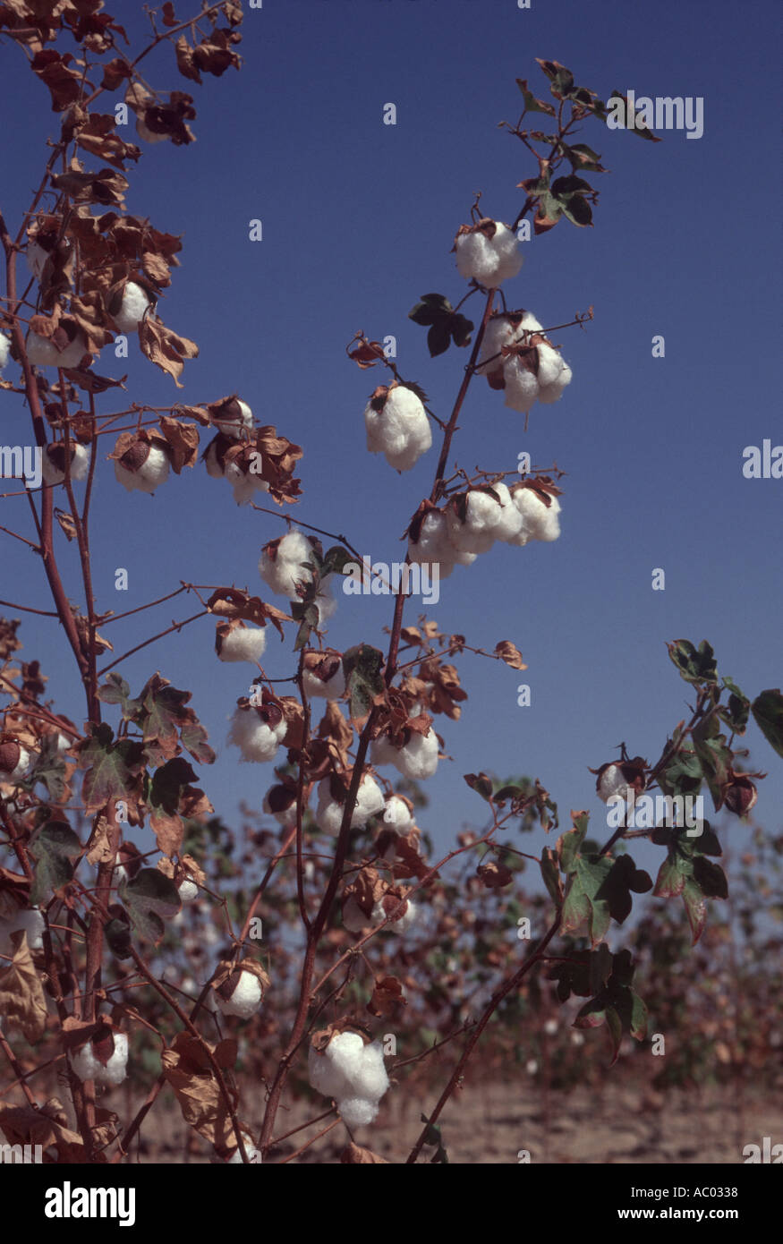 Cotton plant, Gujarat Stock Photo Alamy