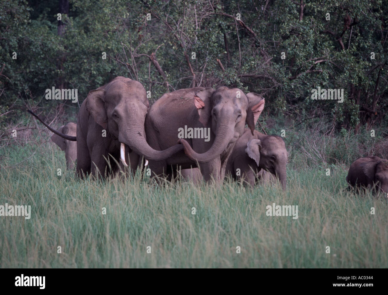 wild elephant  herd in Corbett Stock Photo
