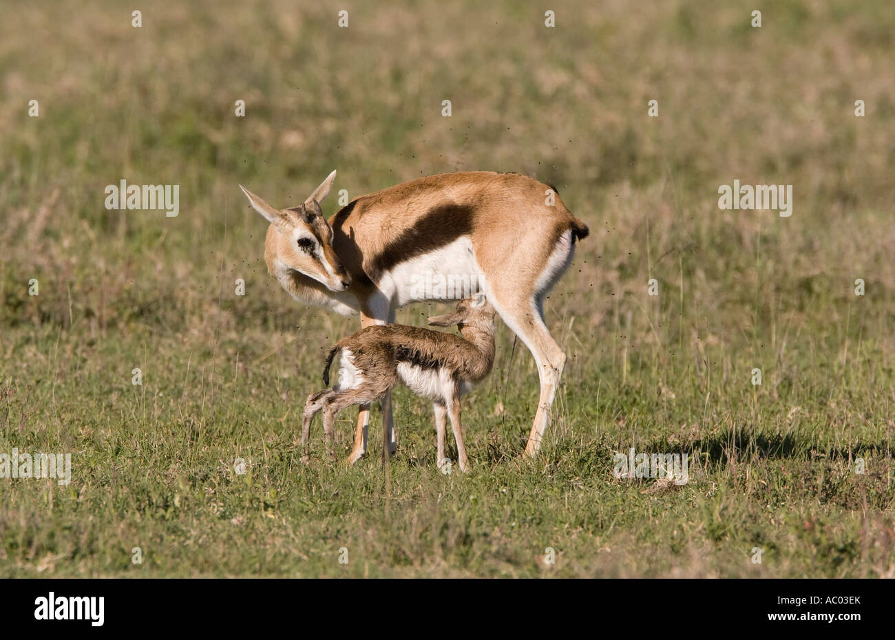 Newborn Thomson's Gazelle nursing Stock Photo - Alamy