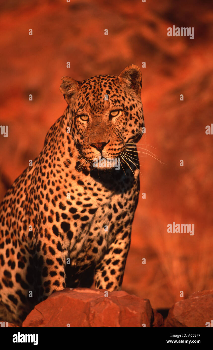 leopard-panthera-pardus-largest-of-africa-spotted-cats-namibia-stock-photo-787447-alamy
