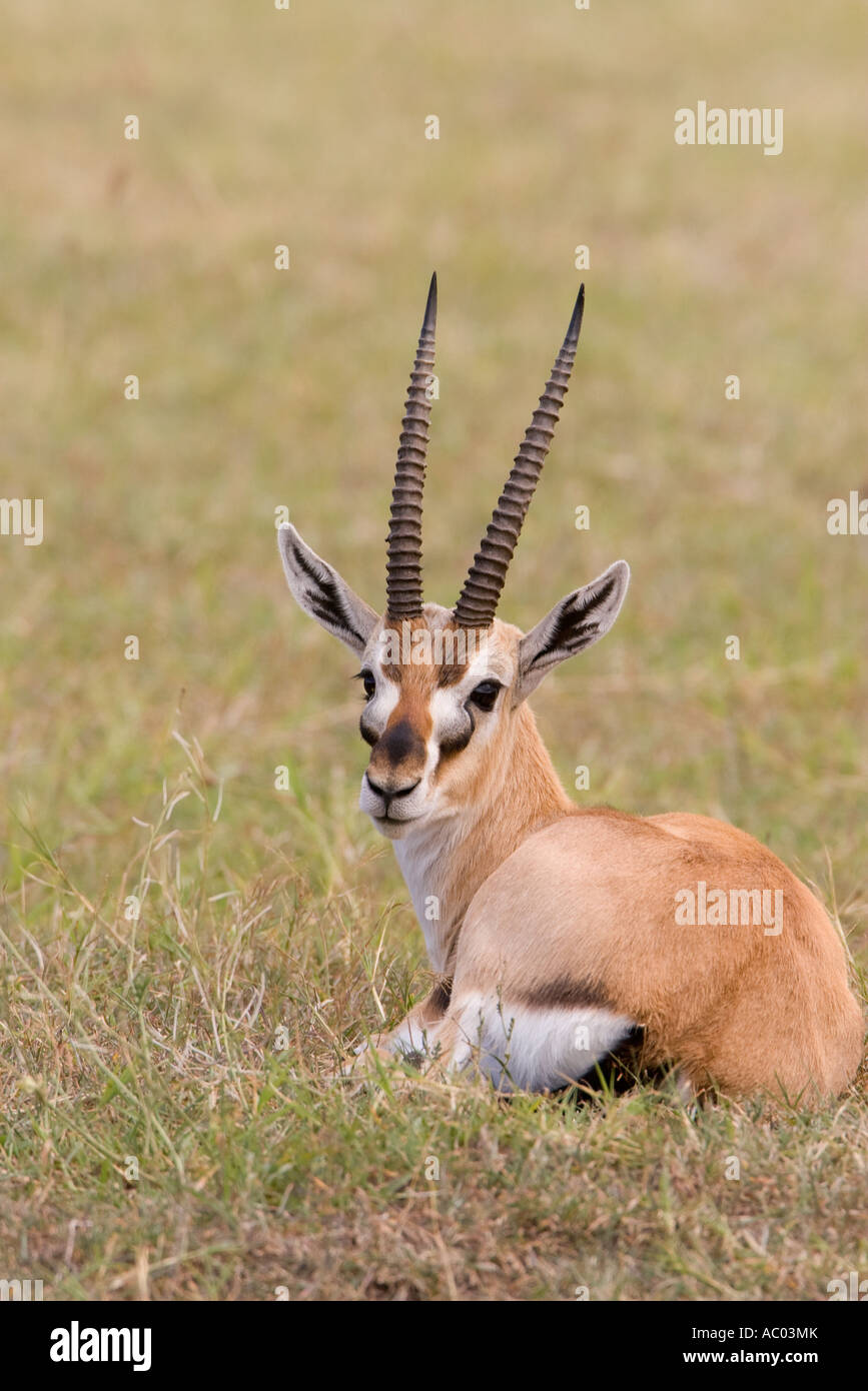 Thomsons gazelle thomsonii hi-res stock photography and images - Alamy