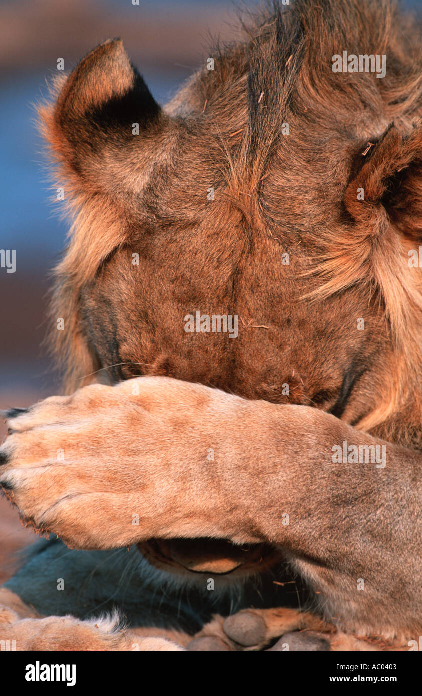 Lion Panthera leo cleaning face Etosha National Park Namibia Stock Photo