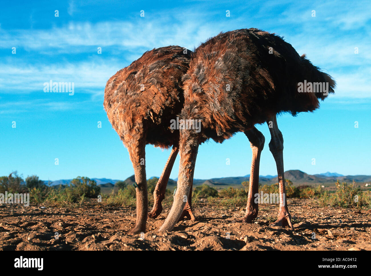 Ostrich Stick your head in the sand set up photograph not genuine ostrich  behaviour Africa Stock Photo - Alamy