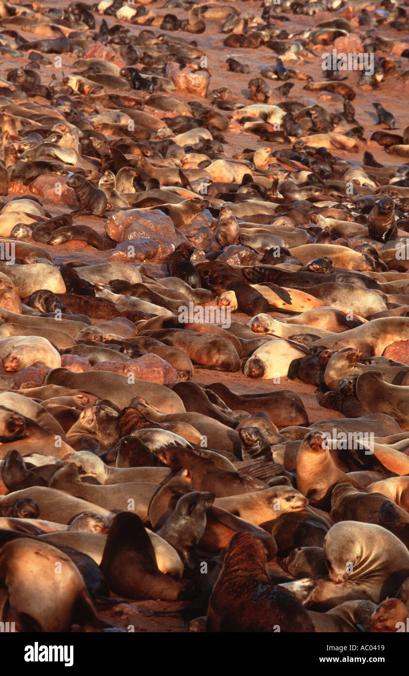 Cape fur seal Arctocephalus pusillus Colonies of thousands are possible Namibia Southern Africa Stock Photo