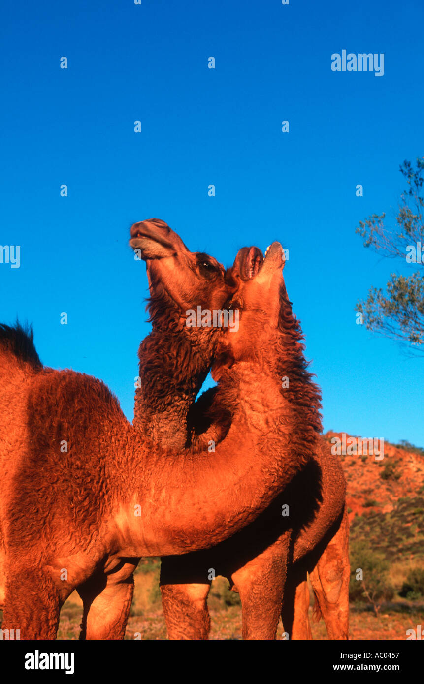 One humped camel Camelus dromedarius Feral species Introduced to Australia and now wild Australia Stock Photo