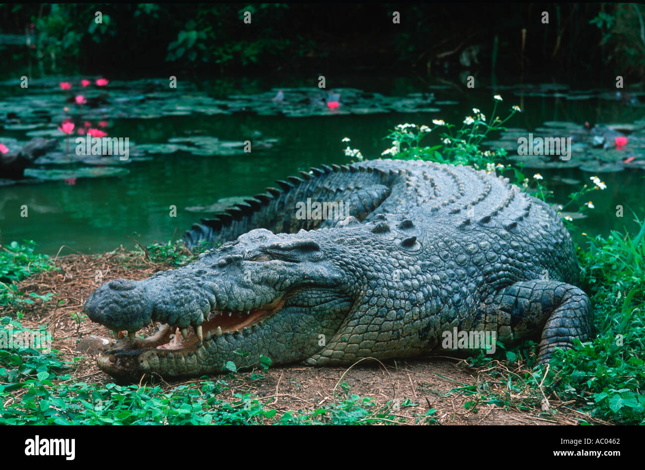 Estuarine Saltwater Crocodile Crocodylus porosus Basking open mouthed is a means of temperature regulation Australia Stock Photo