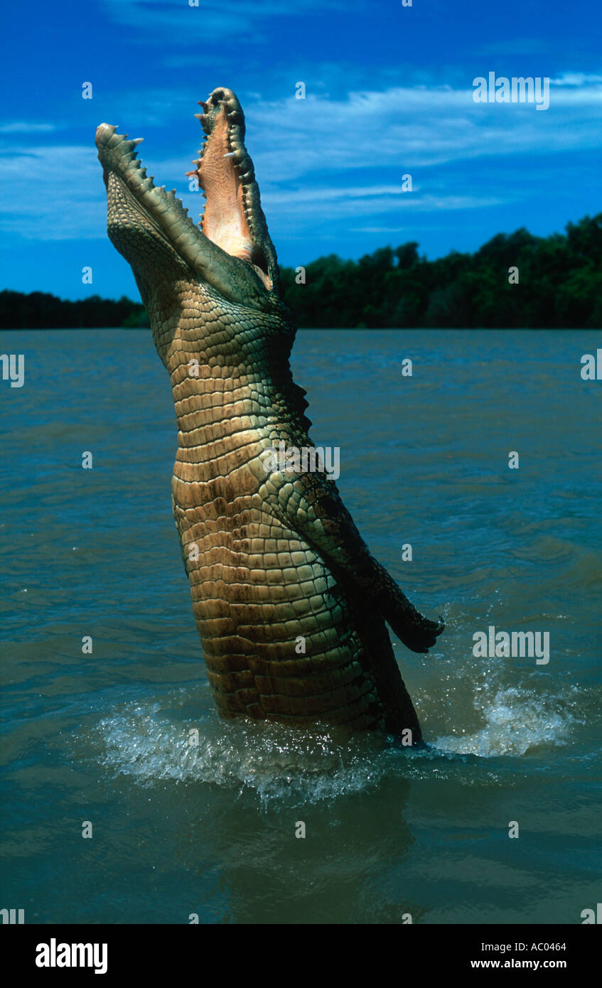 Leap Out High Resolution Stock Photography And Images Alamy