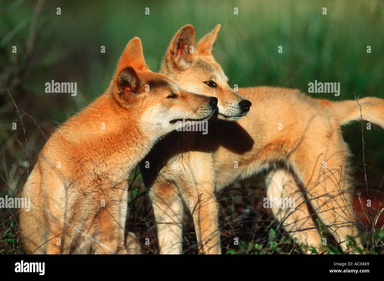 Dingo Canis familiaris dingo Introduced to Australia about 3000 years
