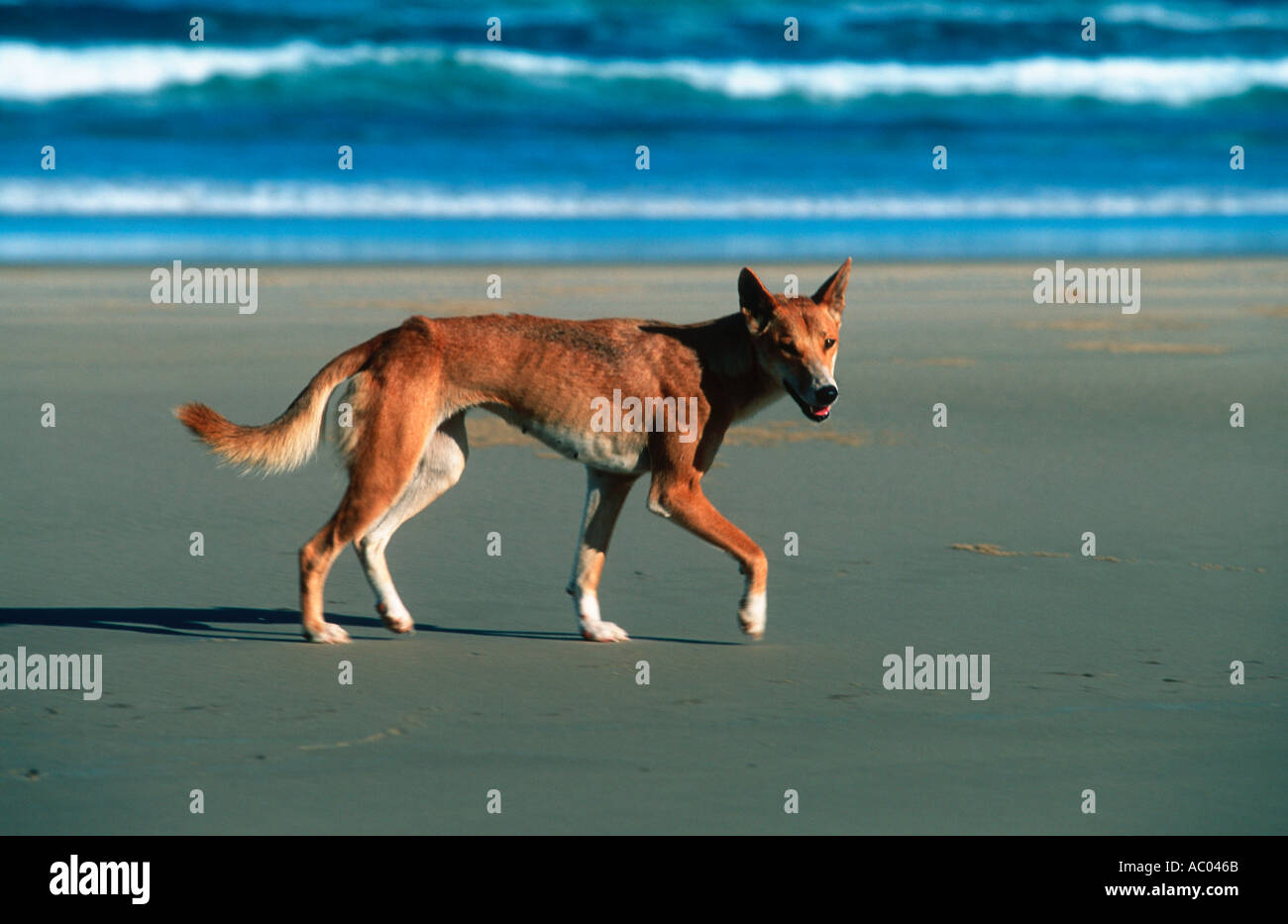 Dingo Canis familiaris dingo Introduced to Australia about 3000 years