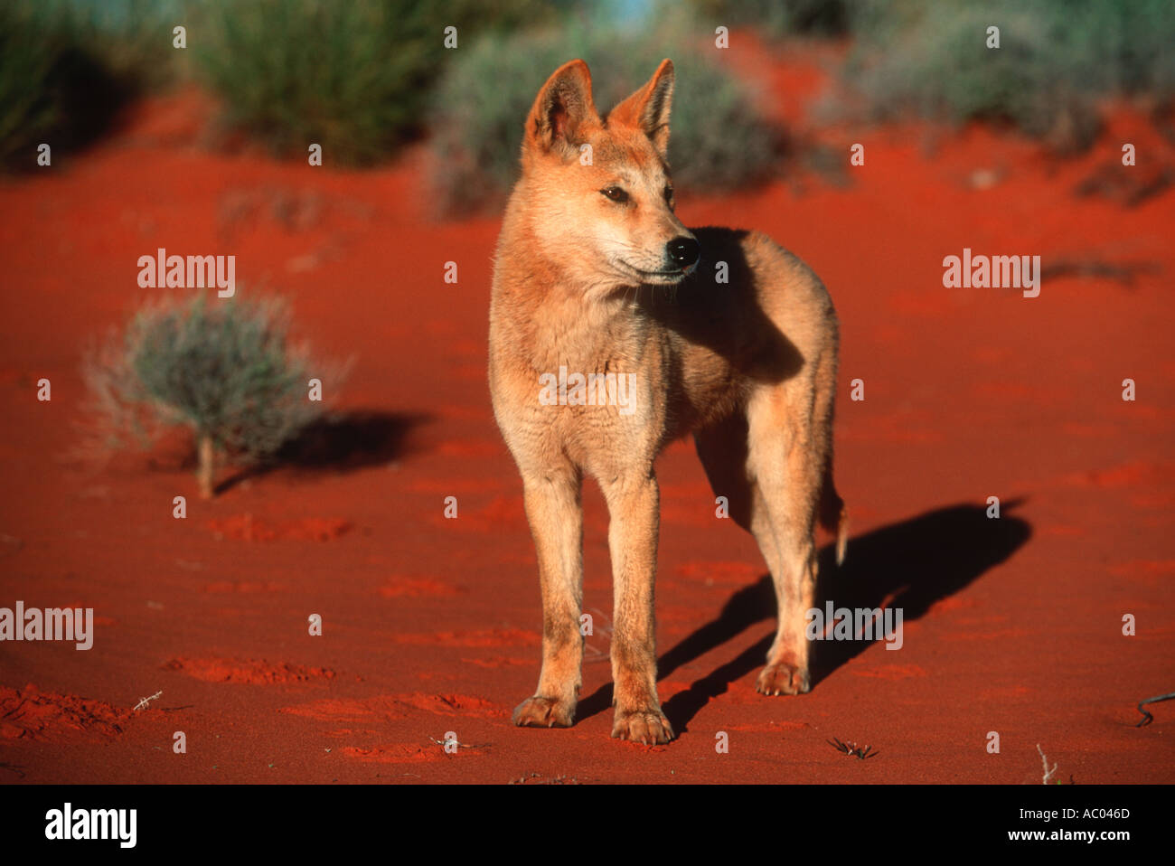 Dingo Canis familiaris dingo Introduced to Australia about 3000 years