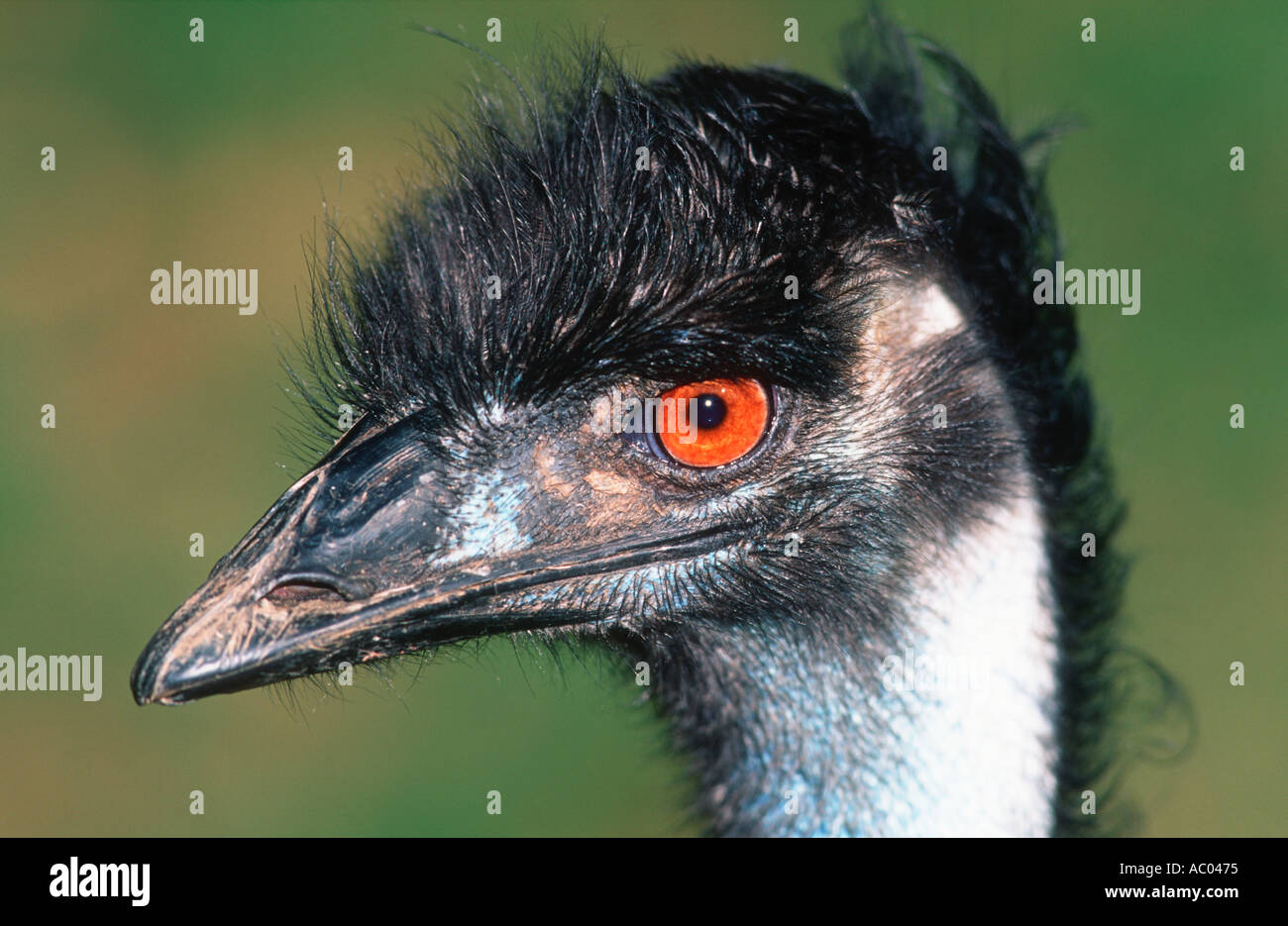 Emu Dromalus novaehollandiae Australia Stock Photo