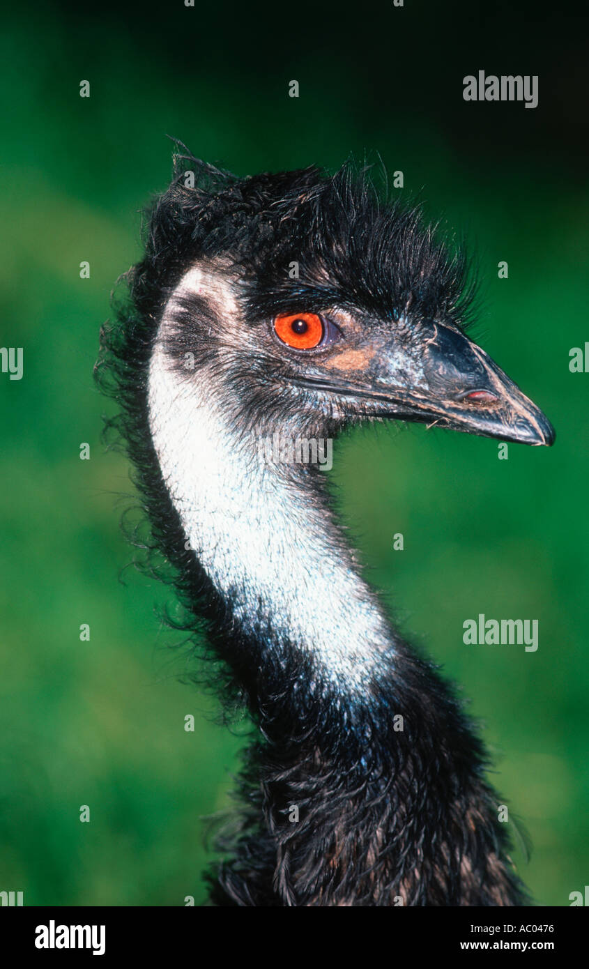 Emu Dromalus novaehollandiae Australia Stock Photo