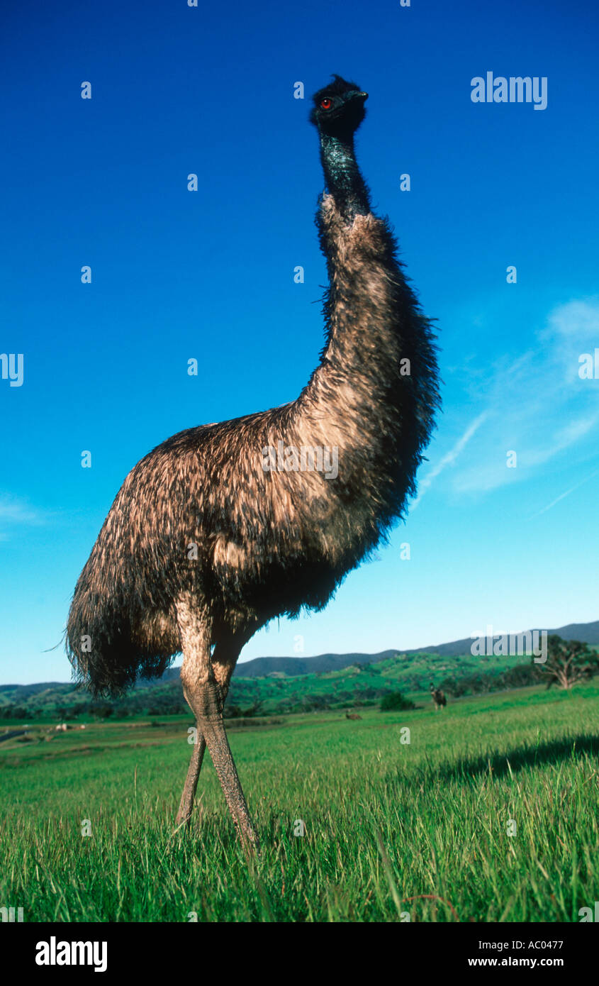 Emu Dromalus Novaehollandiae Flightless Bird Australia Stock Photo Alamy