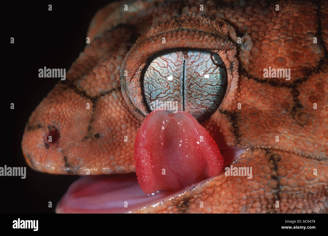 Rough Knob tailed Gecko Nephrurus amyae Large terrestrial gecko Cleaning eye Australia Stock Photo