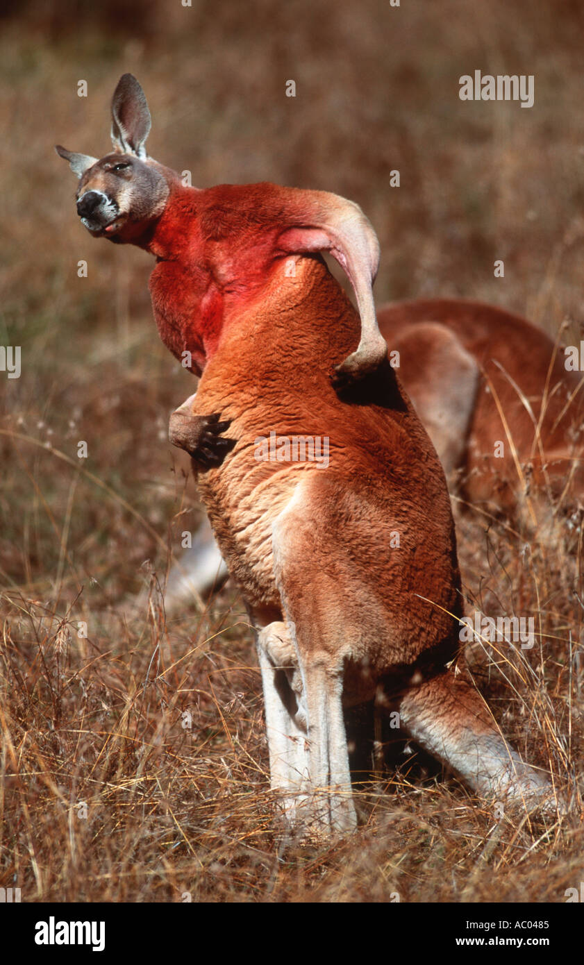 Funny kangaroo hi-res stock photography and images - Alamy Funny kangaroo hi-res stock photography and images - Alamy