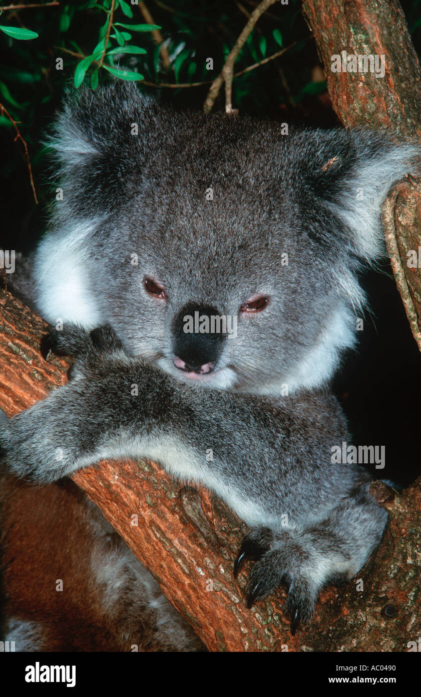Koala Phascolarctos Cinereus Arboreal Marsupial Feeds On Eucalyptus 