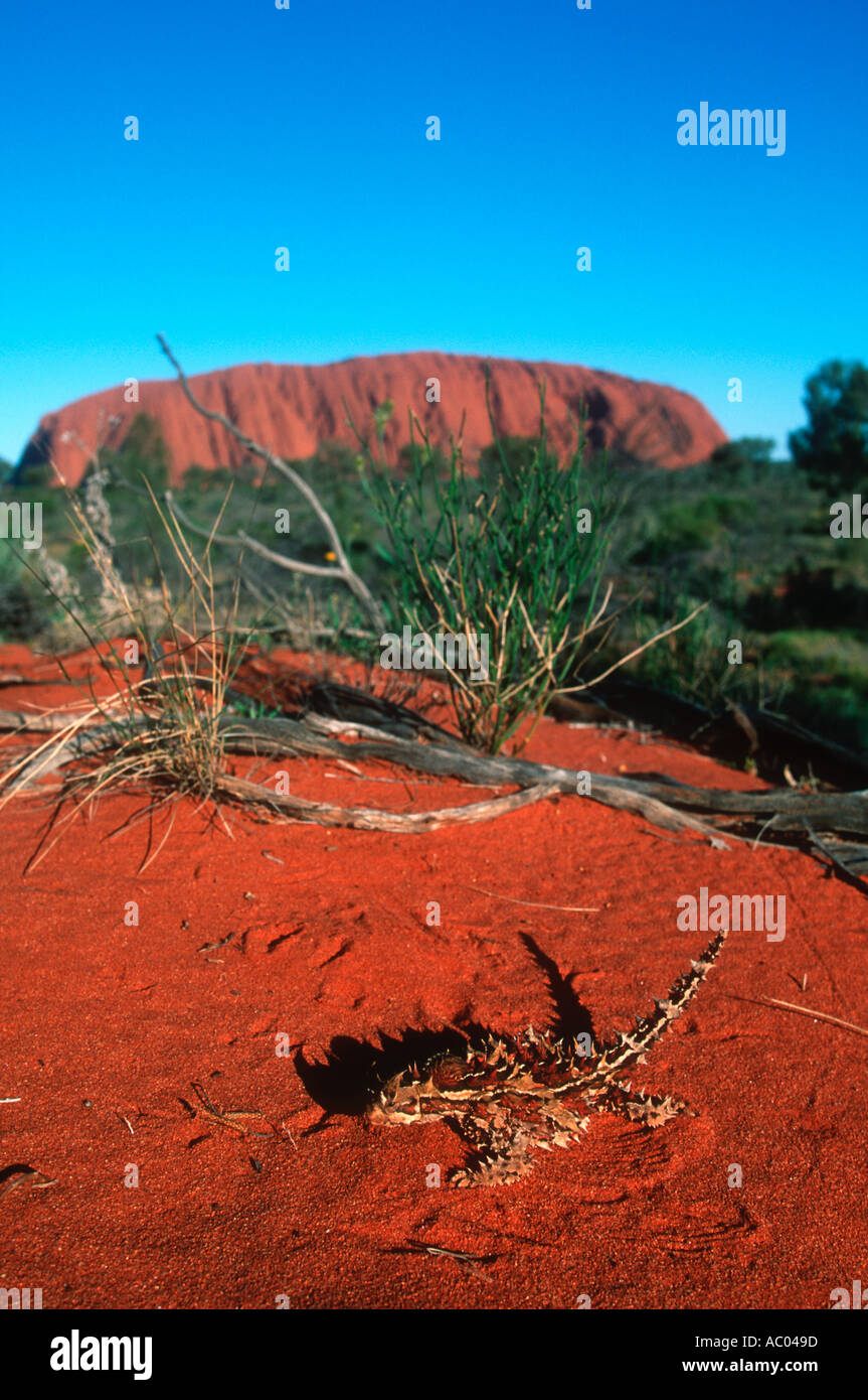 Thorny Devil Lizard Moloch horridus And Ayres Rock Australia Stock Photo