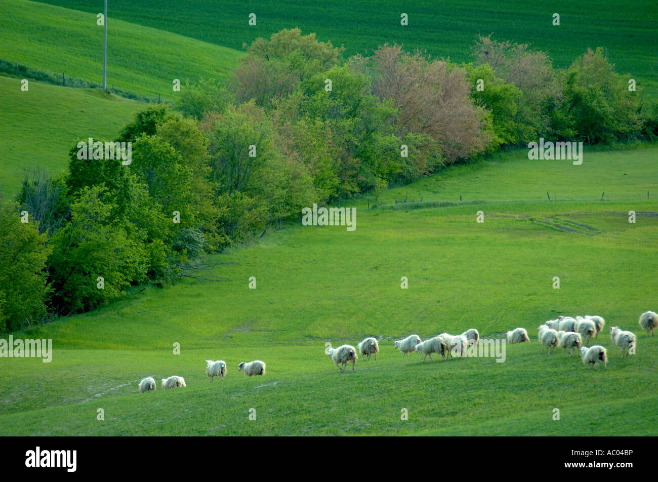 Sheep grazing fields in the Tuscany region of Italy Stock Photo - Alamy