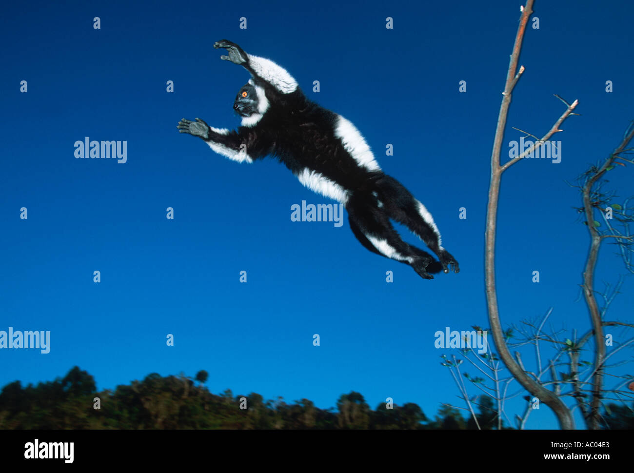 Black white ruffed lemur Varecia variegata variegata Leaping between trees Madagascar Stock Photo