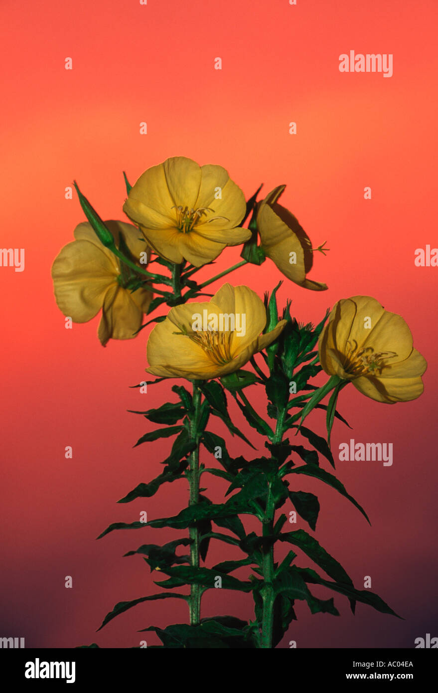 Evening primrose Oenothera biennis Valued for its cosmetic medicinal qualities North America Stock Photo
