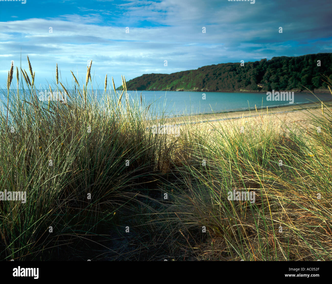 Marram Grass and Dunes Oxwich Bay Gower South Wales UK Stock Photo