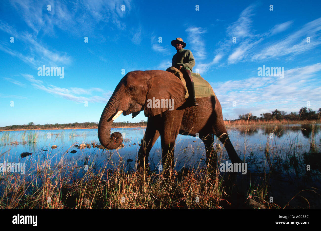 African elephant Loxodonta africana Trained African elephants with their mahout Wild Horizons Elephant Camp Zimbabwe Stock Photo