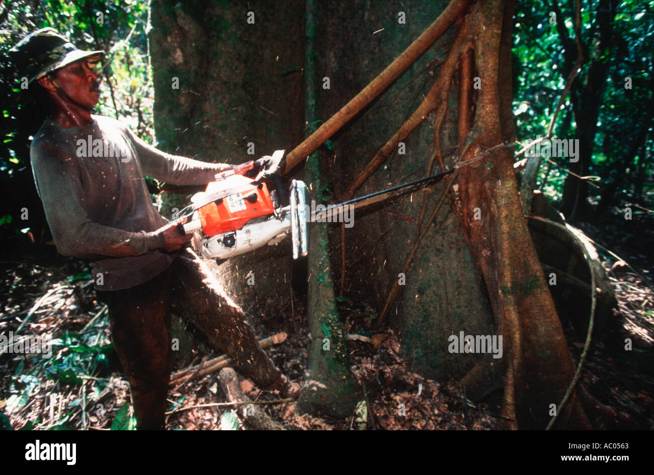 Conservation Issues Cutting down a rainforest tree Borneo Stock Photo