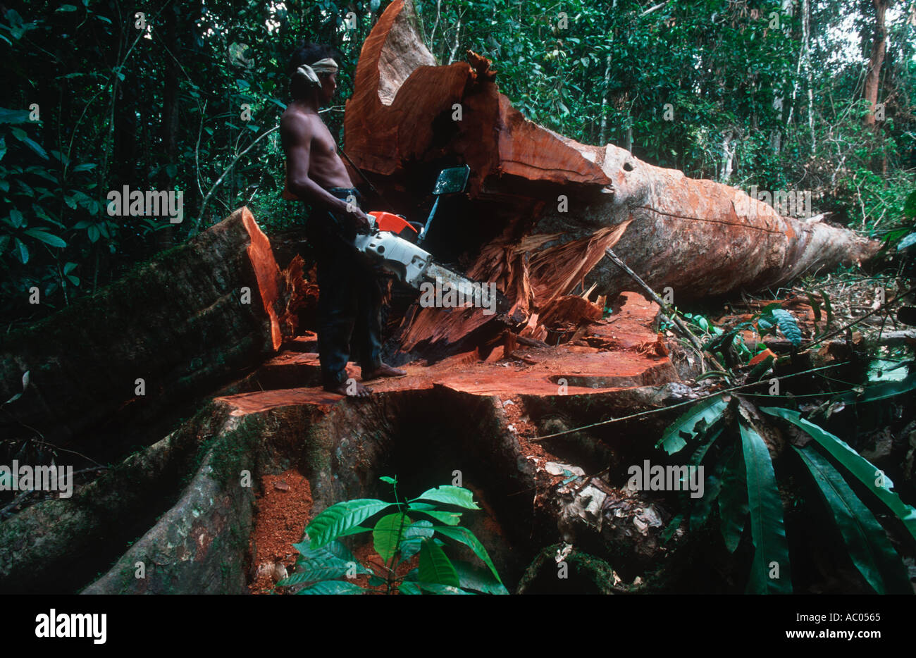 Conservation Issues Cutting down a rainforest tree Borneo Stock Photo