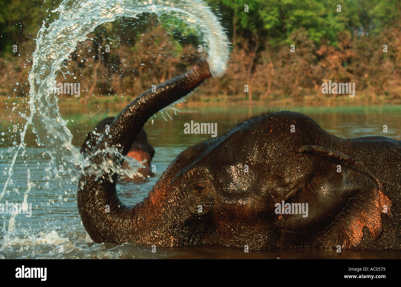Indian Elephant Elephus maximus Domestic Spraying water with trunk Kanha National Park Madhya Pradesh India Stock Photo